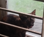 Parisian cat mixed breed